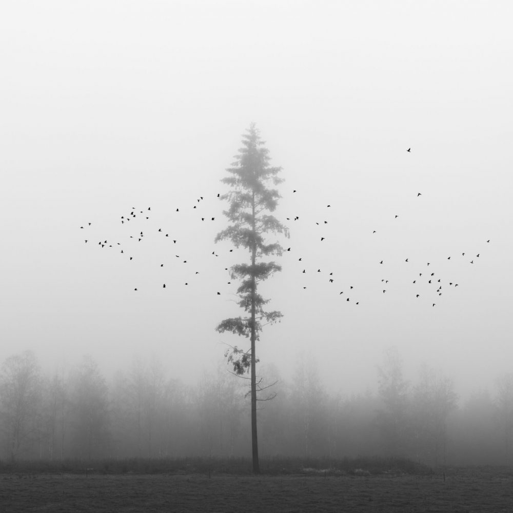 Pine tree in fog