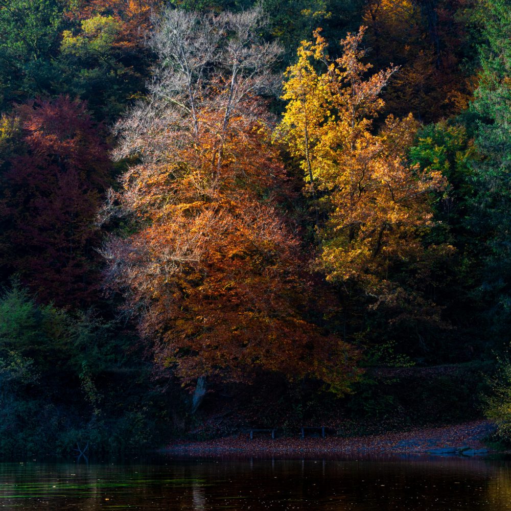 Autumn Beauty